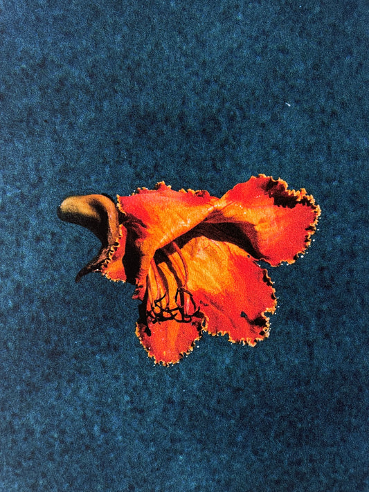 La flor de Lupe [Print]
